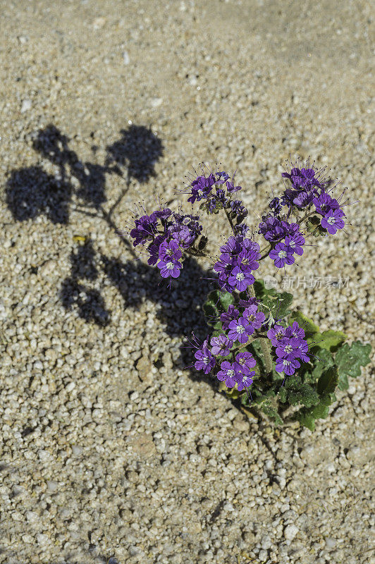 绣球菊(Phacelia crenulata)是琉璃苣科琉璃苣科的开花植物。十字形叶子的蝎子草，十字形叶子的十字形叶子，十字形叶子的野菜，十字形叶子的十字形叶子，十字形叶子的十字形叶子，十字形叶子的十字形叶子，十字形叶子的十字形叶子，十字形叶子的十字形叶子